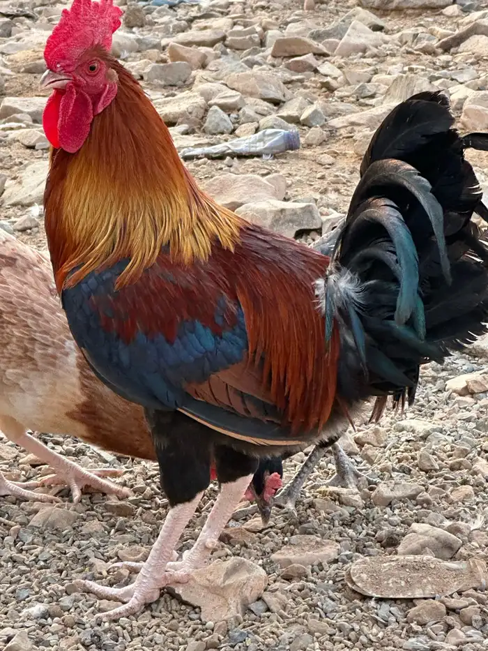 ديك فري 0