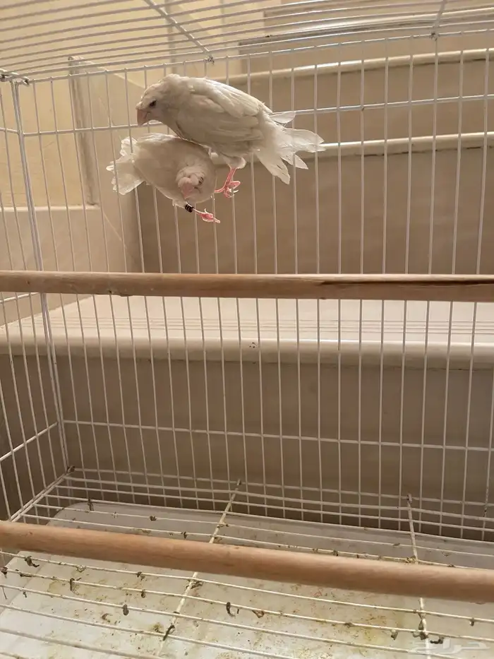 بنقليز كرست طفرة 3