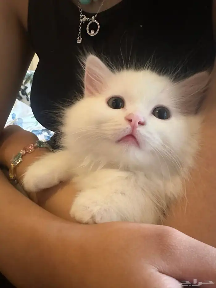 قطط للتبني 7