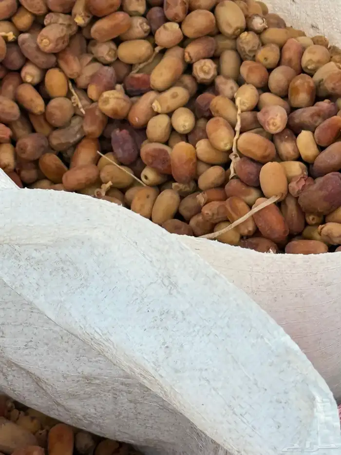 تمر غنم حلال نظيف 5
