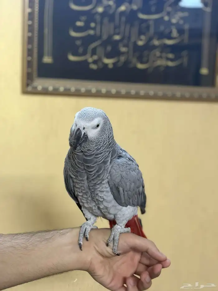 كاسكو توب اليف متكلم 3