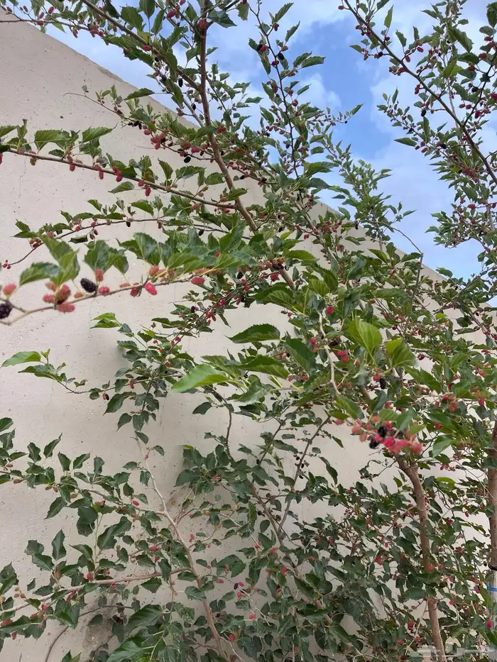 استراحة بضيافة خاصه ومزرعة في الحمرة ظهران الجنوب 32