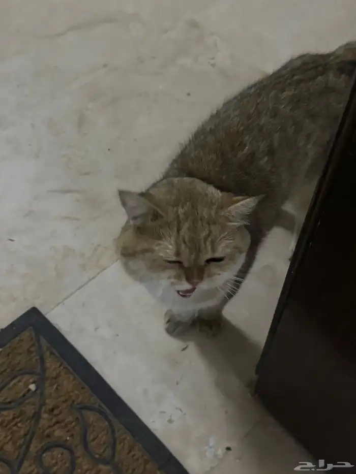 بسه بريتش شورت هير للتبنيي 0