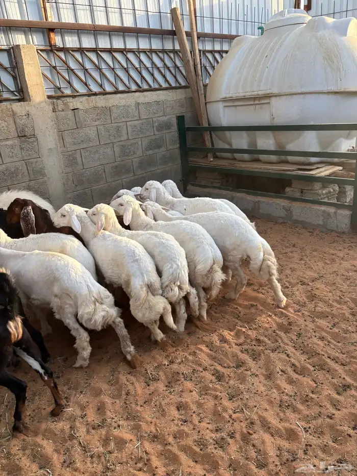 ذبايح هرفاء حري مقفله شحم ونظافه بأسعار مناسبه 2