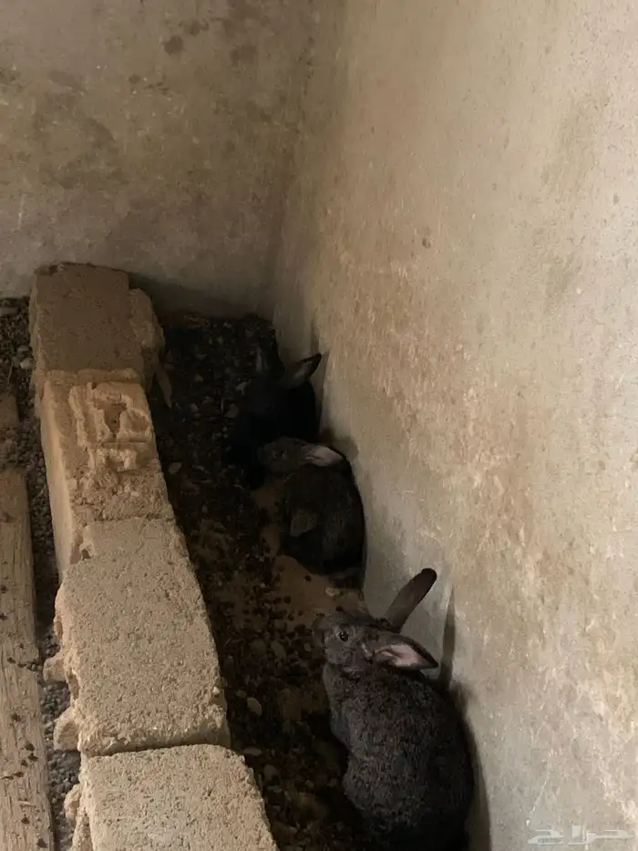 ارانب 1