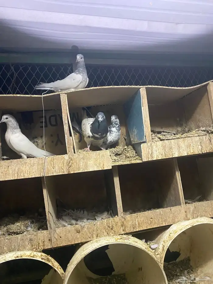 طبات حمام باكستاني 1