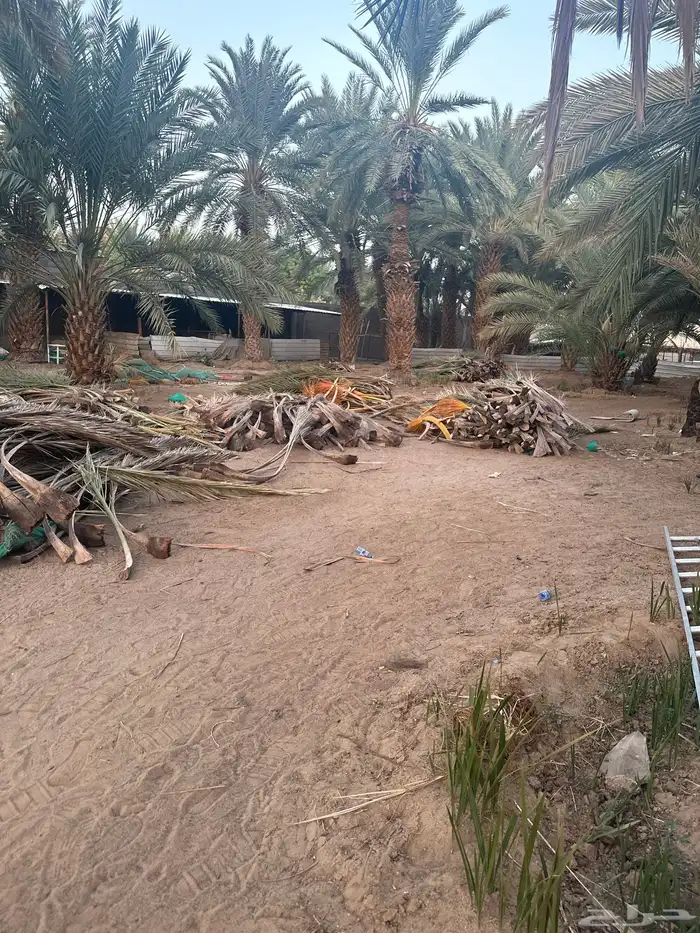 خوص او سعف نخل 2