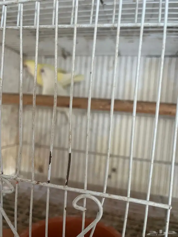 جواز روز مع فروخ 3