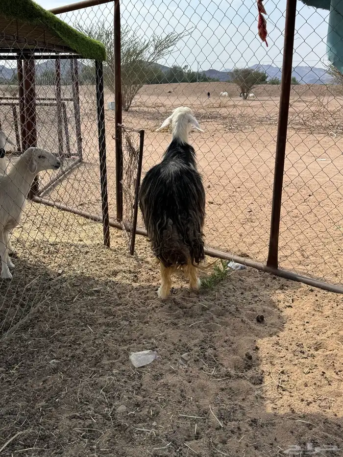مشاء الله تبارك الله 1