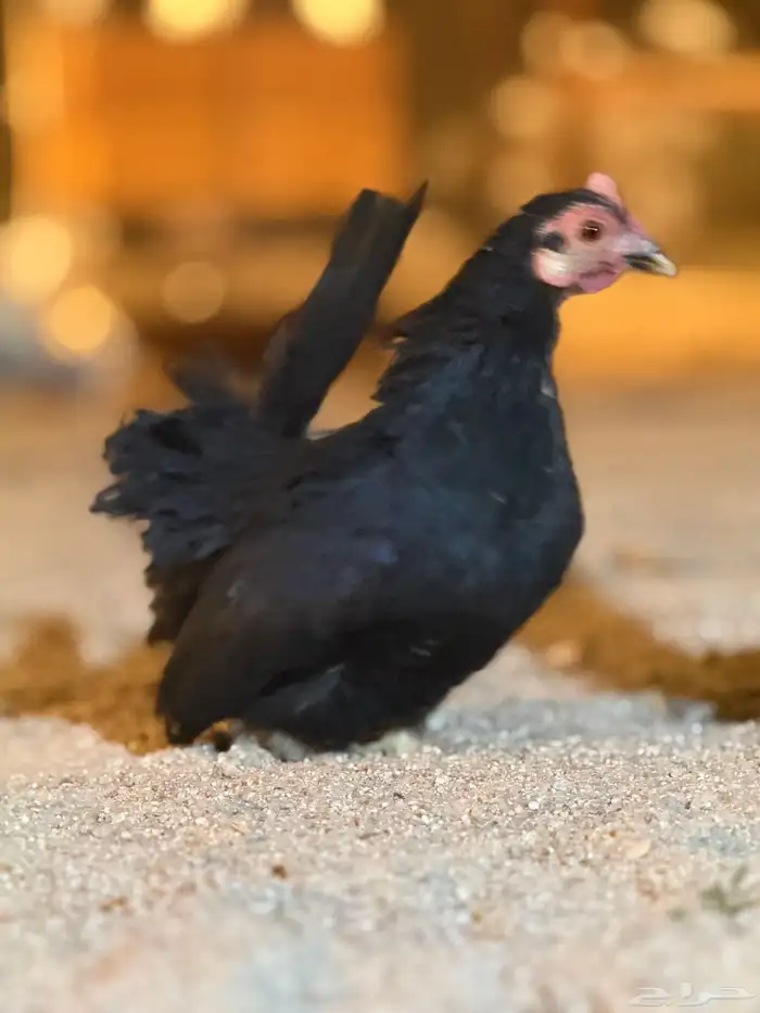دجاج 5