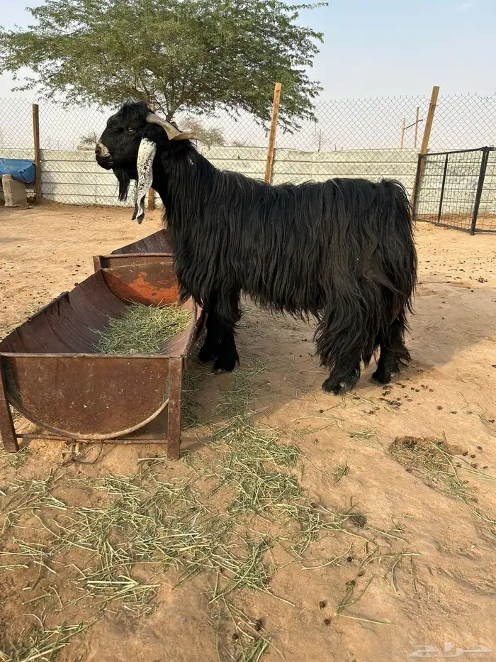 للبيع تيس عارضي 1