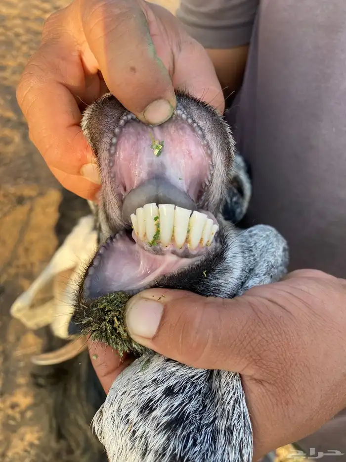 معزا عوارض 1