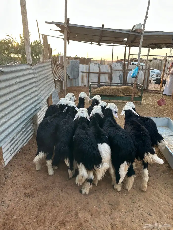 طليان خرفان نجد 0