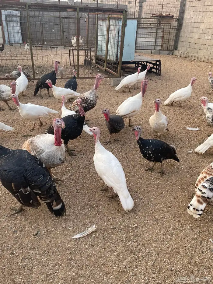 رومي سوبر جامبو العمر سنتين وسنه ونص خالي من الأمراض ومحصن 2