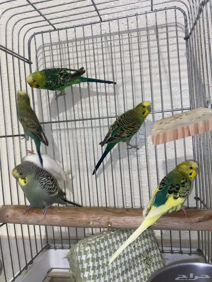 3 ازواج باجي هولندي منتجه شرط 1