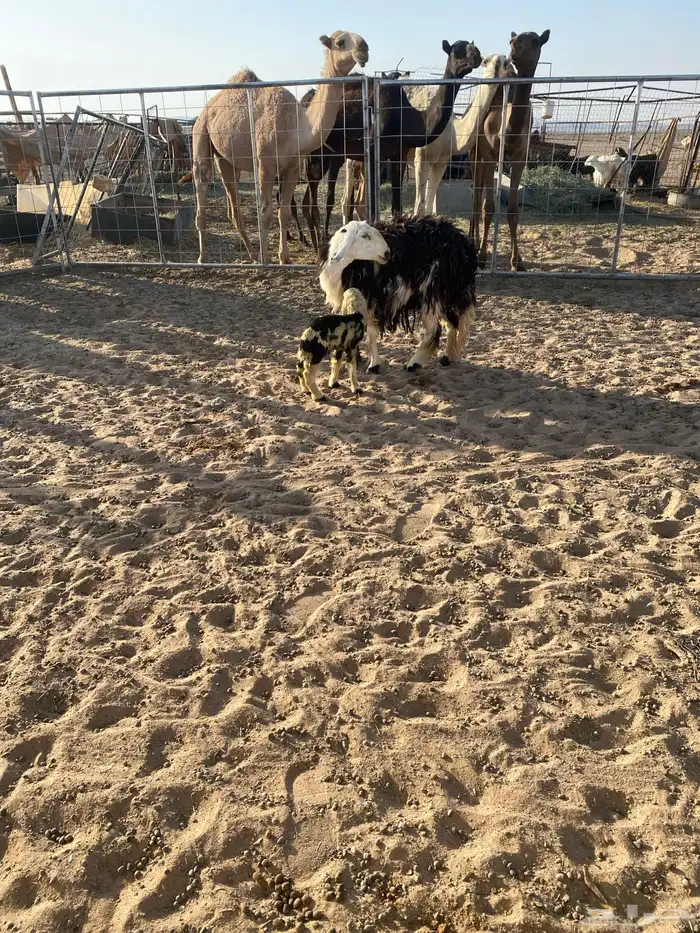 ثنيه معها خروف 2