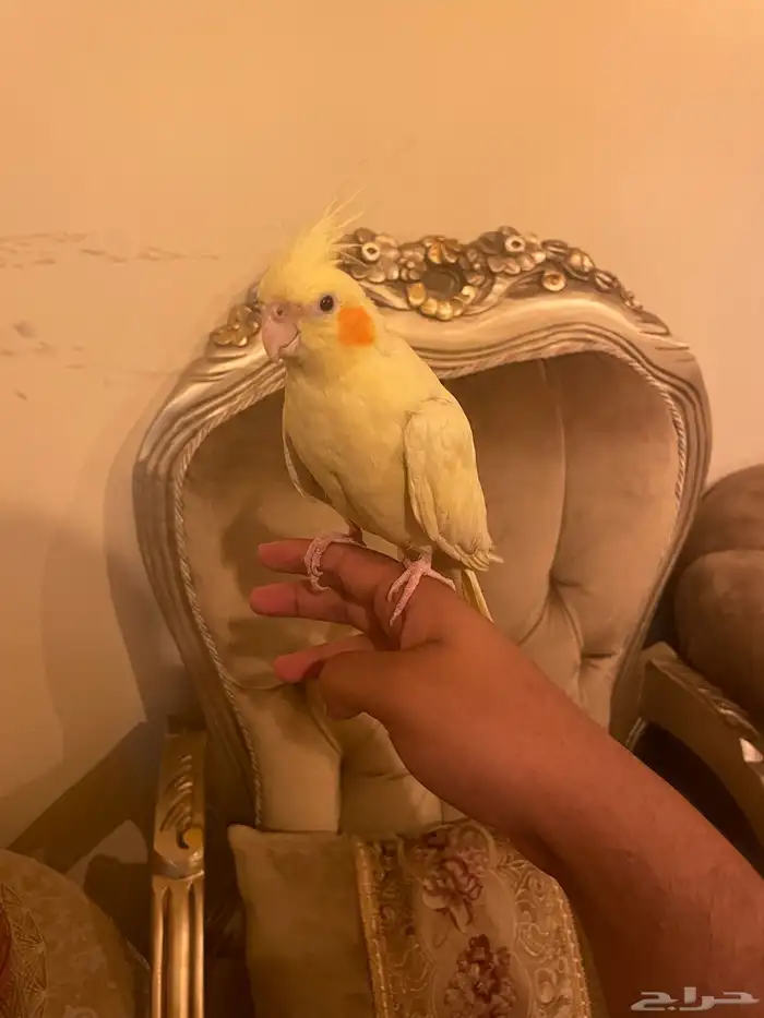 بغبغاء كروان للبيع 3
