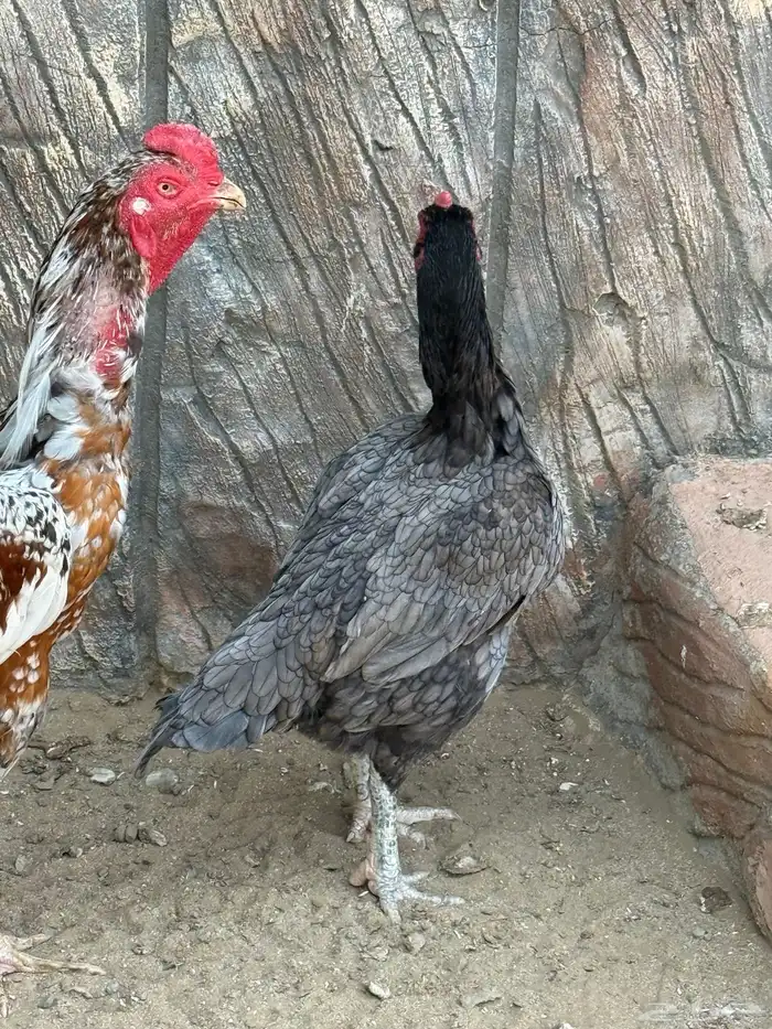 ديك ودجاجتين سنود بيور 10