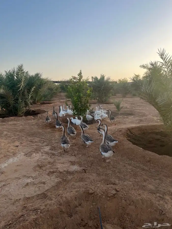 وز عراقي دم صافي بيور عدد 11 منتج حضان 1