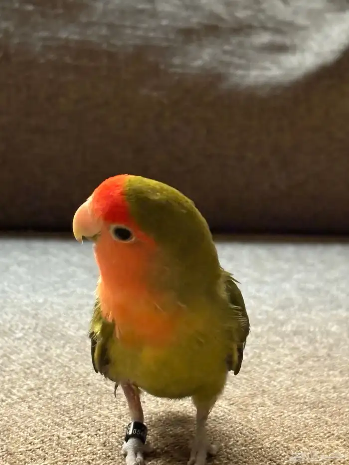 عصفور روز للبيع 2