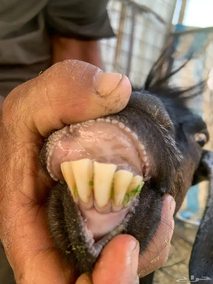 معزاء ولد 10