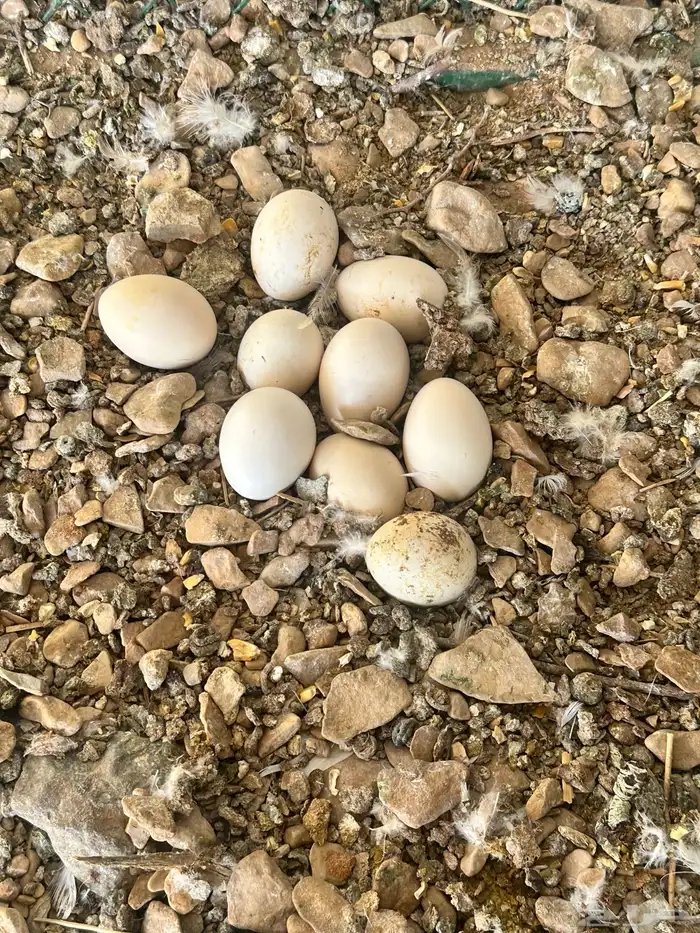 دجاج فيومي 4