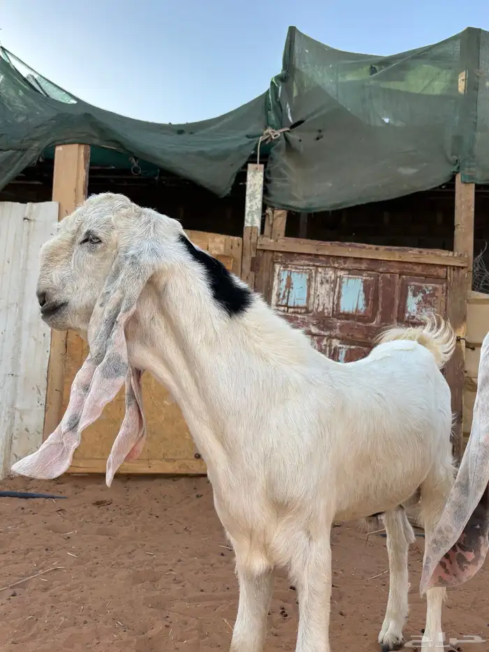 تيس اجم مطور جرم و ارتفاع عمر 5 شهور فقط 2