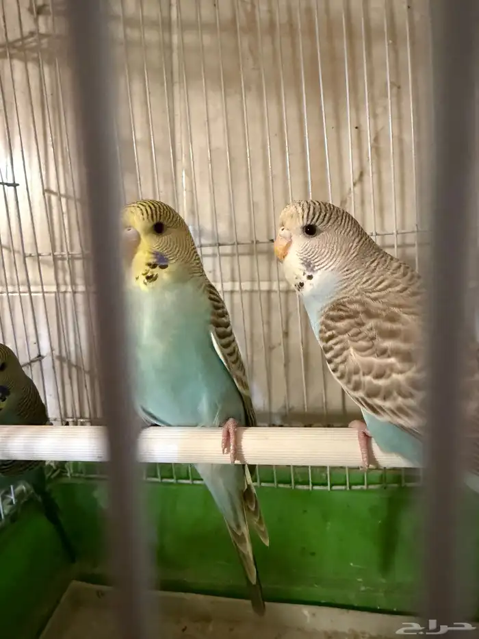 فروخ إنجليزي 6