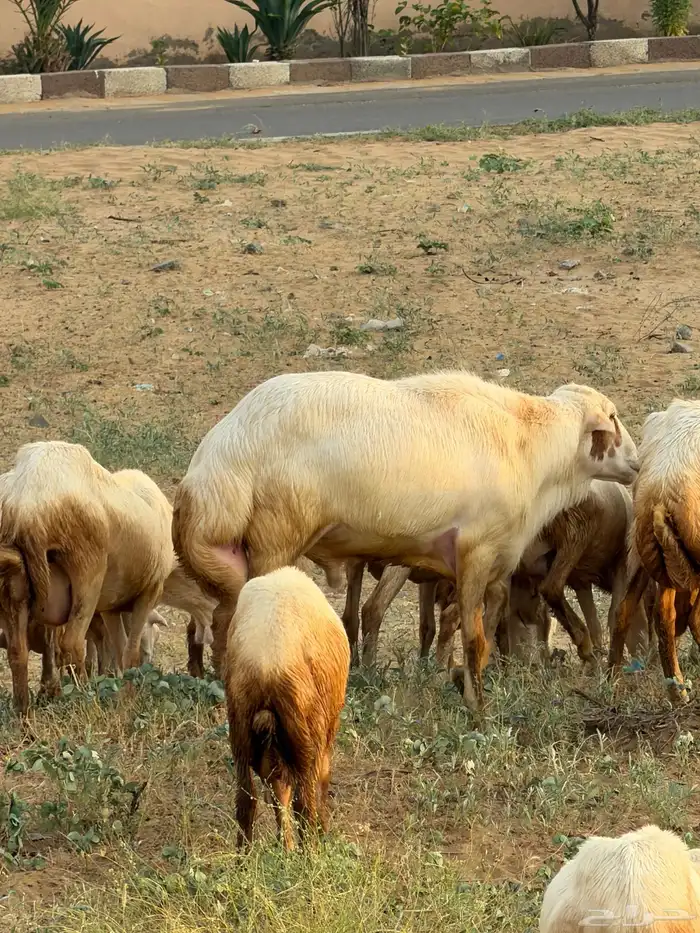 فحل للبيع 5
