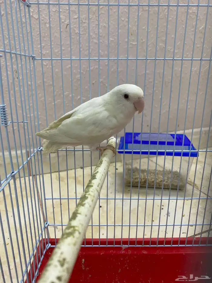 روز نثية 7