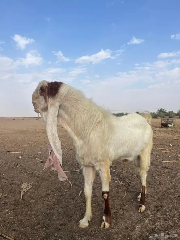 تيس طيب بالحيل 1