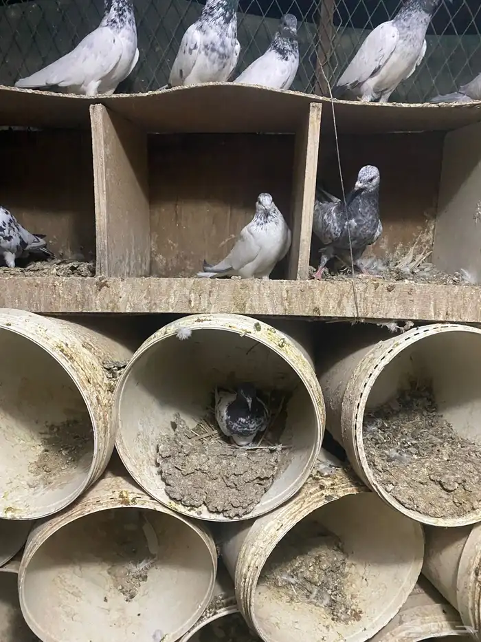 طبات حمام باكستاني 12