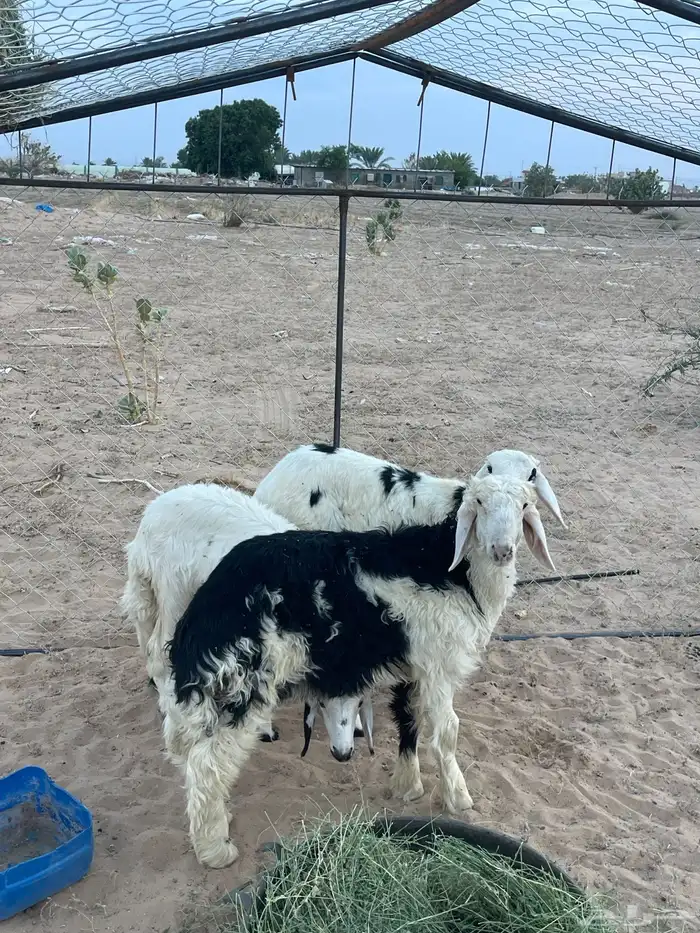 نجدي كفو ظهر وطرف 3