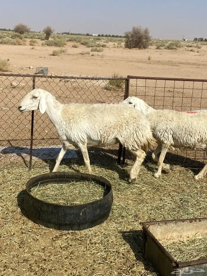 غنم حري صنف 2
