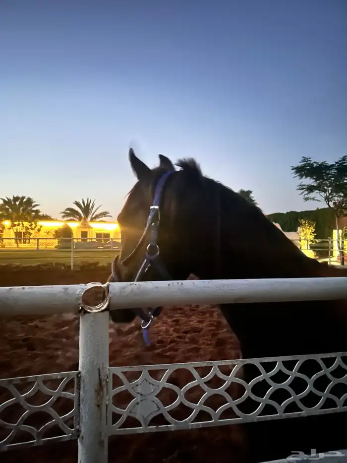 خيل شعبي شيخخخ ماشالله 4