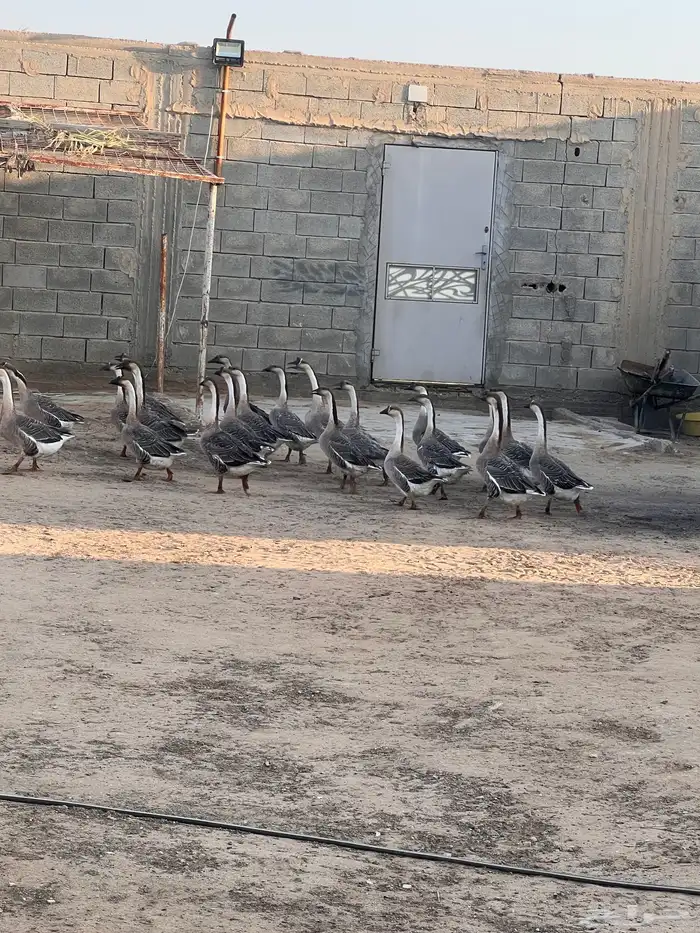 وز عراقي منتج 3