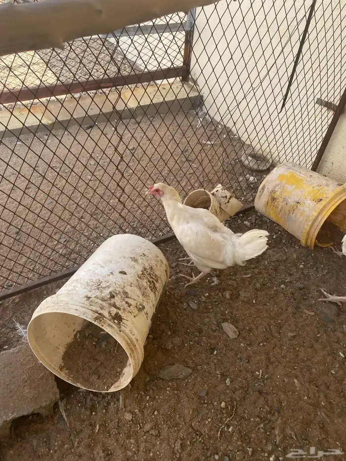 4 دجاج ابيض خالي من الامراض 3