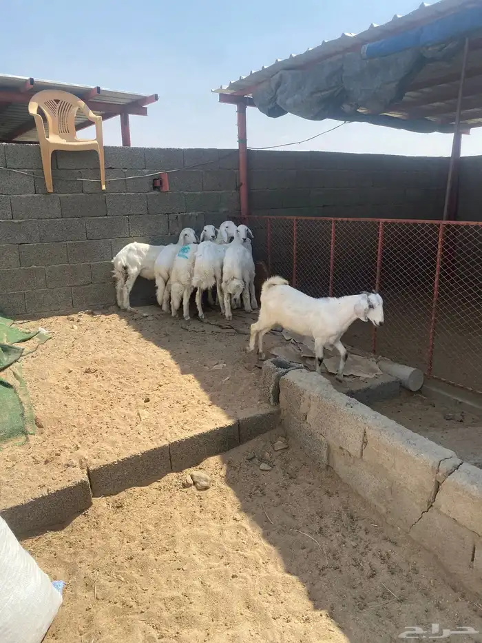 طليان وتيوس للبيع 1