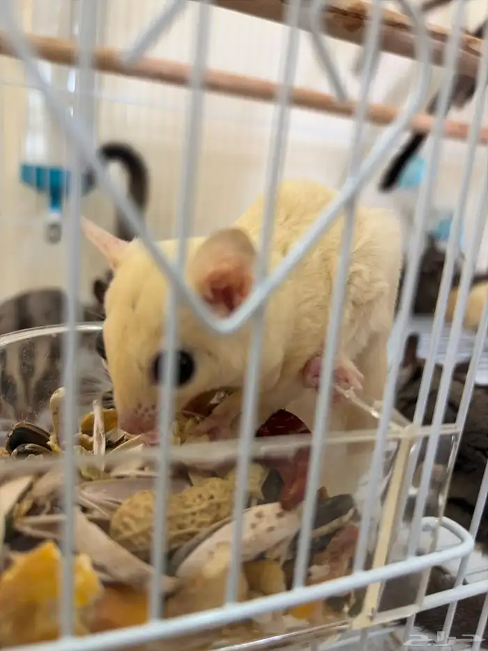 سناجب للبيع 1