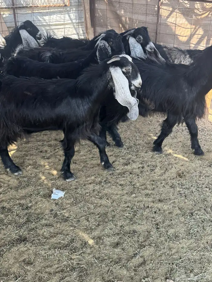 جفار جذعات مقنوي 2