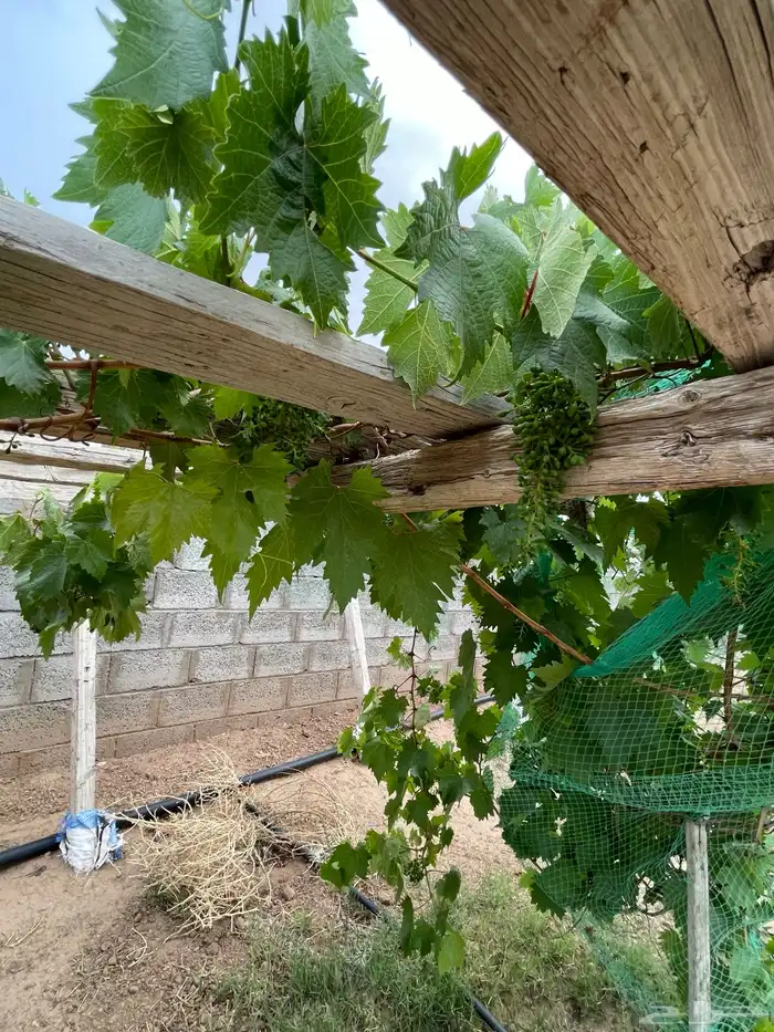 استراحة بضيافة خاصه ومزرعة في الحمرة ظهران الجنوب 27