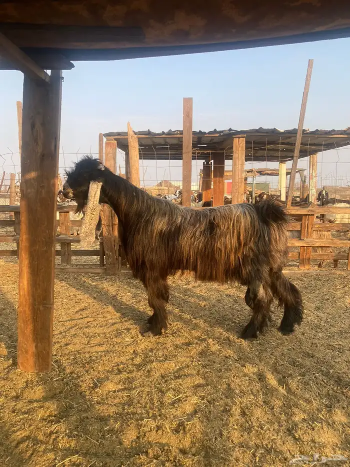 للبيع تيس فحل عارضي صنف الصنف مشروط ضراب ومالطيه 2