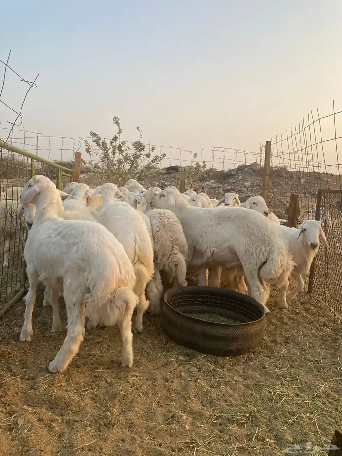 طليان حزيه ذبابح نظيفه وجبره للبيع جمله وتفريد 6