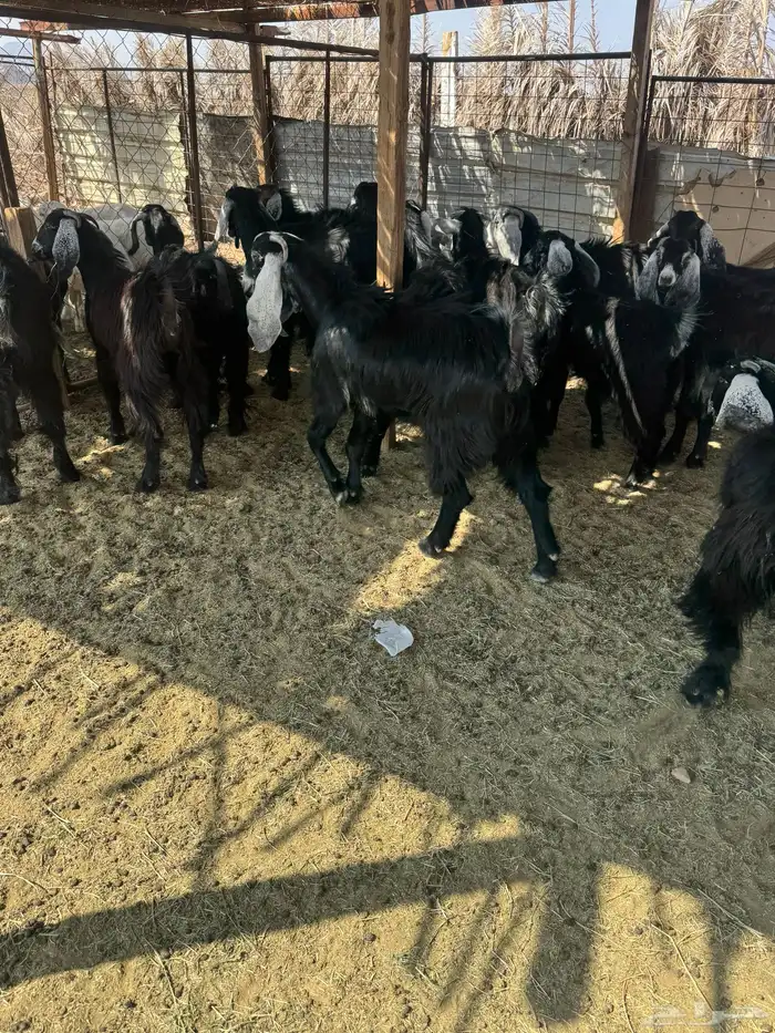 جفار جذعات مقنوي 9