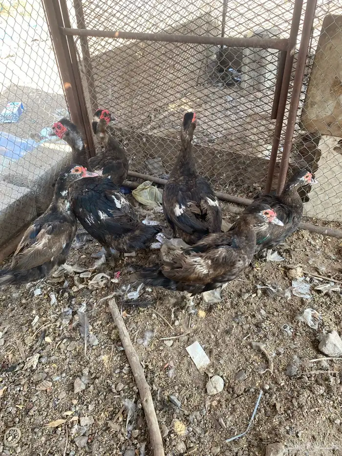بط مصري 3 أزواج علئ السوم مافيه توصيل الرقم 0