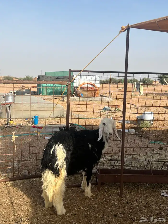 رخل نجديه صنف 2