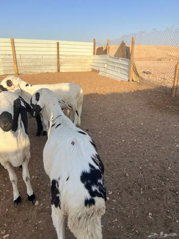 خرفان جبر وناهي وشرط اللحمه طيبه 8