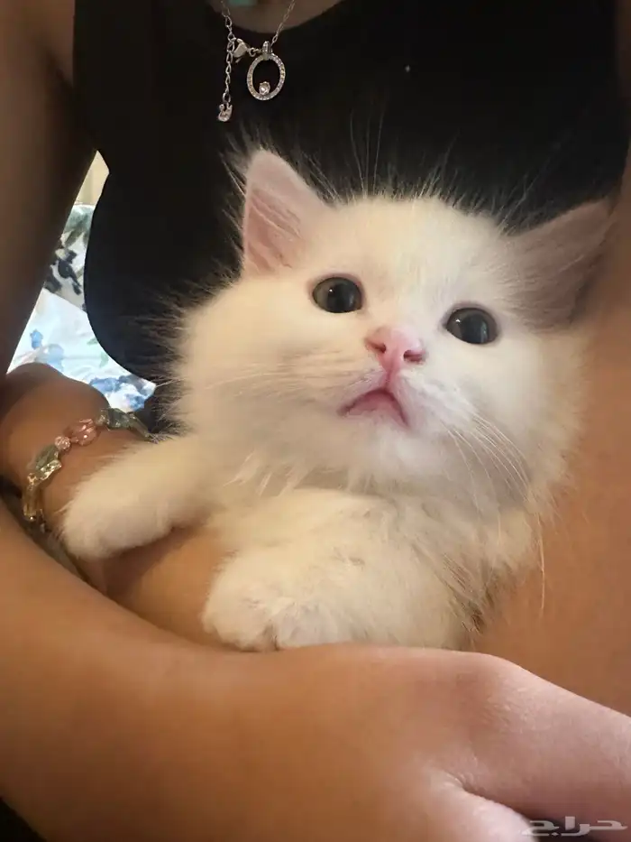 قطط للتبني 6