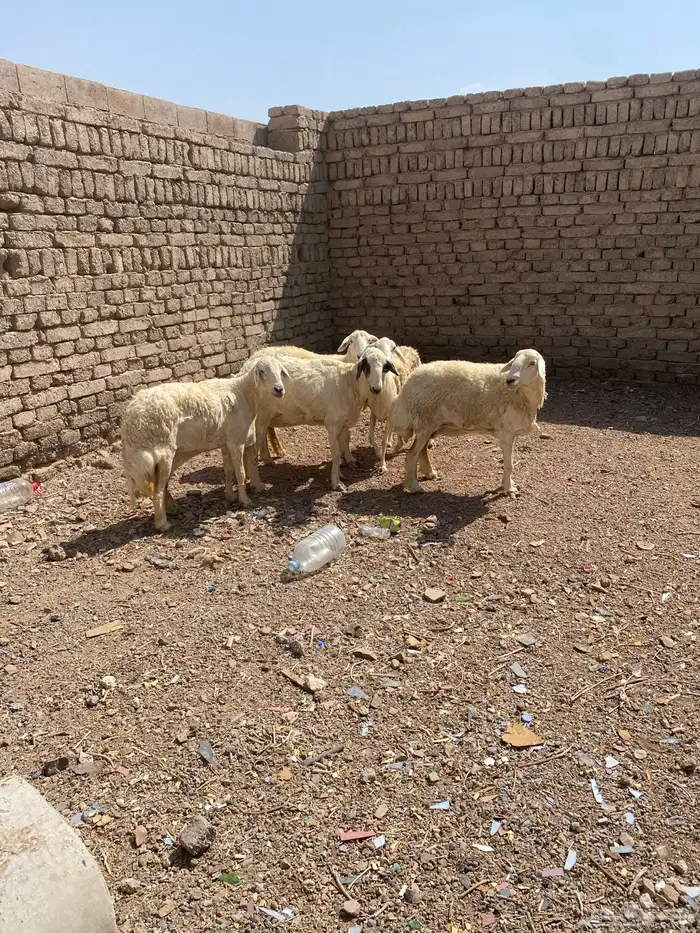 ضان حريه 0