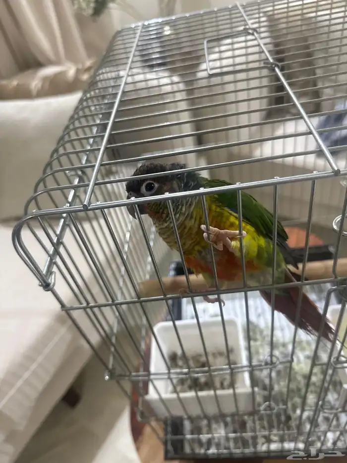 ببغاء كنيور 0